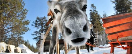 RUSYA LAPLAND KUZEY IŞIKLARI TURU