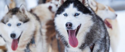 RUSYA LAPLAND KUZEY IŞIKLARI TURU